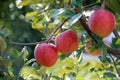Fresh Apple on the apple tree at Apple garden farm background Royalty Free Stock Photo
