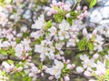 Fresh Apple tree pink flowers and leaves, spring background Royalty Free Stock Photo