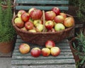 Fresh apples Royalty Free Stock Photo