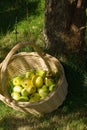 Fresh apples in a basket Royalty Free Stock Photo