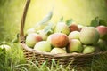 Fresh apples in the basket on the green grass and natural background, close up