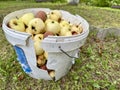 Fresh apples in cracked plastic bucket on grass Royalty Free Stock Photo