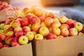 Fresh Apples at Farmers market Royalty Free Stock Photo