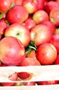 Fresh apples on food market