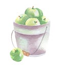 Fresh apples illustration. Hand drawn watercolor on white background.