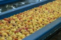 Fresh Apples Moving Through Water in Apple Flumes in Fruit Packing Warehouse