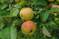 Fresh, apples of a new crop on the branches in the garden