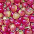 Fresh apples for sale Royalty Free Stock Photo