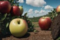 Fresh apples sit quietly on the grass.