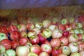 Fresh apples washing and moving on conveyor in a fruit packing warehouse Royalty Free Stock Photo