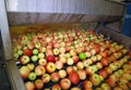 Fresh apples washing and moving on conveyor in a fruit packing warehouse Royalty Free Stock Photo