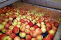 Fresh apples washing and moving on conveyor in a fruit packing warehouse Royalty Free Stock Photo