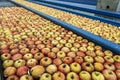 Fresh Apples Washing and Sorting in Apple Flumes in Fruit Packing Warehouse