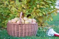 Fresh apples in the wicker basket, just collected Royalty Free Stock Photo
