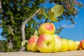 Fresh apples on wooden table in garden Royalty Free Stock Photo