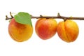 Fresh apricot