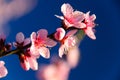 Fresh apricot blossom against blue sky background Royalty Free Stock Photo