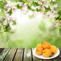 Fresh apricot fruits on empty wooden table with copy space on abstract background with green leaves, spring flowers