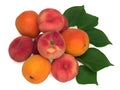 Fresh apricot fruits, fig peaches and leaves isolated on white background Royalty Free Stock Photo