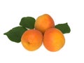 Fresh apricot fruits and leaves isolated on white background Royalty Free Stock Photo