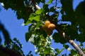 Fresh apricot fruits on a tree Royalty Free Stock Photo