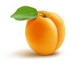 Fresh apricot and leaf