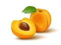 Fresh apricot and leaf illustration