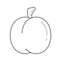 Fresh apricot vector line icon.