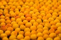 Fresh apricots as background, texture, fruit composition Royalty Free Stock Photo