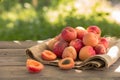 Fresh apricots in garden. harvest. Farmer showing basket full of apricots