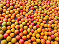 Freshly picked apricots scattered in the orchard colorful background Royalty Free Stock Photo