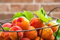 Fresh apricots with leaves in basket Royalty Free Stock Photo