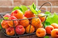 Fresh apricots with leaves in basket Royalty Free Stock Photo