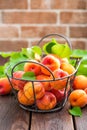 Fresh apricots with leaves in basket Royalty Free Stock Photo