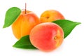 Fresh apricots with leaves close-up isolated on a white background Royalty Free Stock Photo