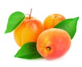 Fresh apricots with leaves close-up isolated on a white background Royalty Free Stock Photo