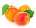 Fresh apricots with leaves close-up isolated on a white background Royalty Free Stock Photo