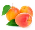 Fresh apricots with leaves close-up isolated on a white background Royalty Free Stock Photo