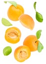 Fresh apricots with leaves falling isolated on white background Royalty Free Stock Photo