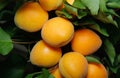 Fresh and ripe apricots on a tree, ready to be harvest Royalty Free Stock Photo