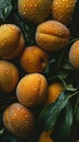 Fresh apricots with water droplets on dark background