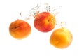 Fresh Apricots with water splash isolated over white background Royalty Free Stock Photo