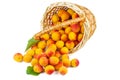 Fresh apricots in wicker basket isolated on white Royalty Free Stock Photo