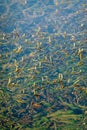 Fresh Aquatic Plants In Lake In A Sunny Day