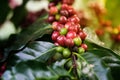 Fresh arabica coffee bean on coffee tree Royalty Free Stock Photo