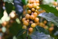 Fresh arabica coffee bean on coffee tree agriculture Royalty Free Stock Photo