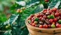 Fresh Arabica Coffee Beans in a Rustic Basket, Ready for Roasting, A Wake-Up Call for Your Senses Capture the Essence of Authentic Royalty Free Stock Photo