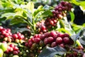 Fresh arabica coffee beans on  tree Royalty Free Stock Photo