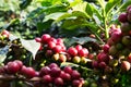 Fresh arabica coffee beans on  tree Royalty Free Stock Photo
