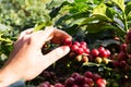 Fresh arabica coffee beans on coffee tree Royalty Free Stock Photo
